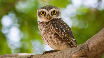 Little Owls 9th Sept