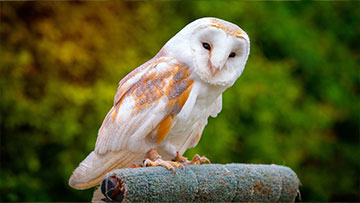 Owls Week Beginning 21st October