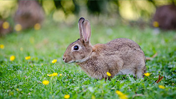 Rabbits Week 3 20/09/14